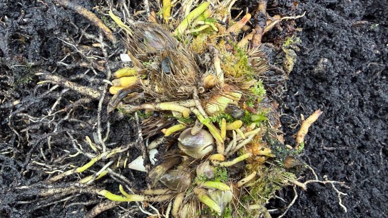 The Clump Gets Crowded In The Center The Clump Gets Crowded In The Center