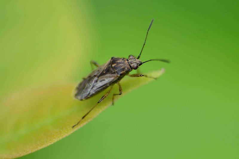The Coffee-Can Test Can Reveal Chinch Bugs