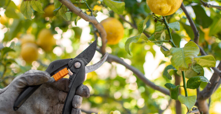 The Common Citrus Pruning Mistakes California Gardeners Make In Summer