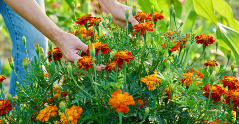 Marigold (featured image)