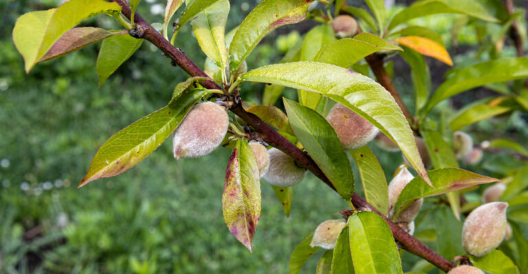 The Common Mistakes California Gardeners Make With Peach Trees