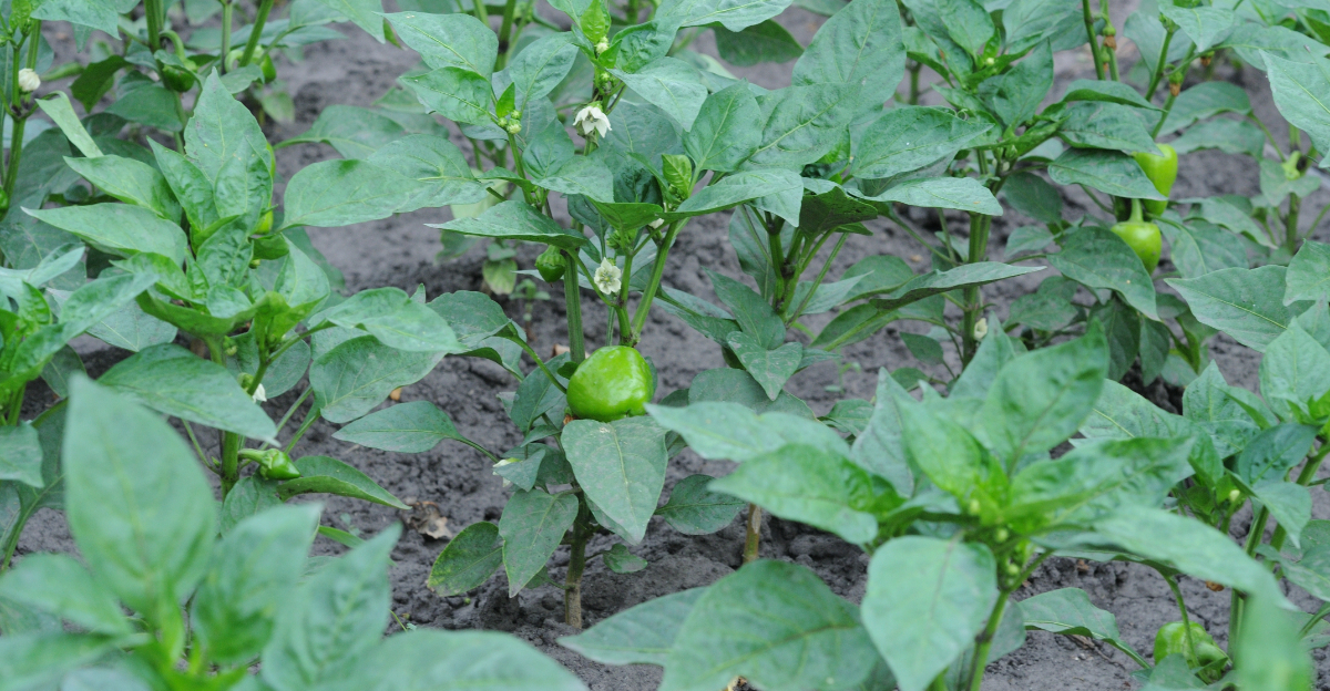 pepper garden