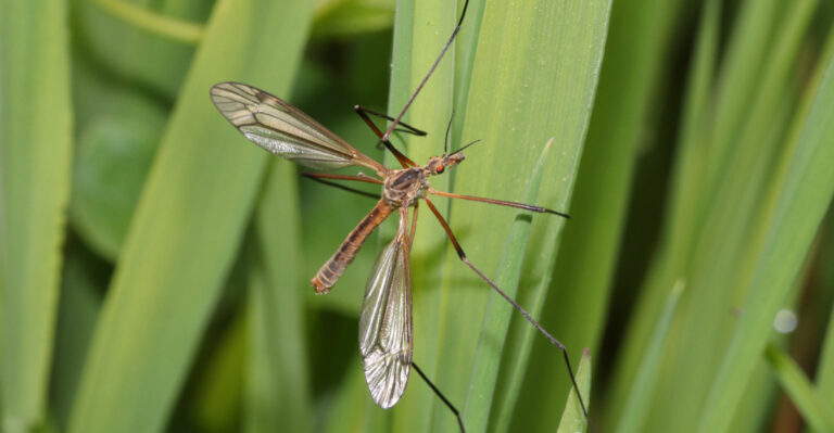 crane fly