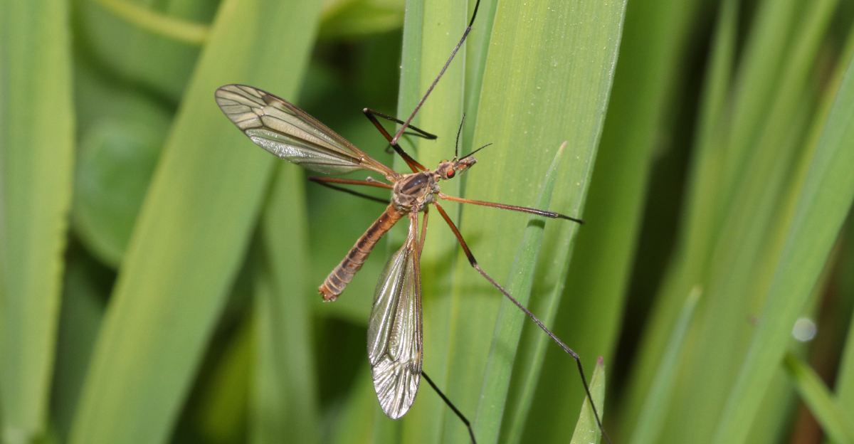 crane fly