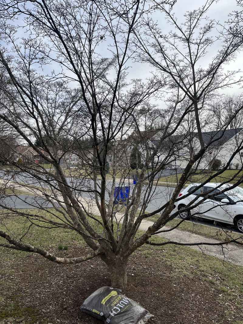 Pruning Alone Does Not Invite Borers, But Stress Does