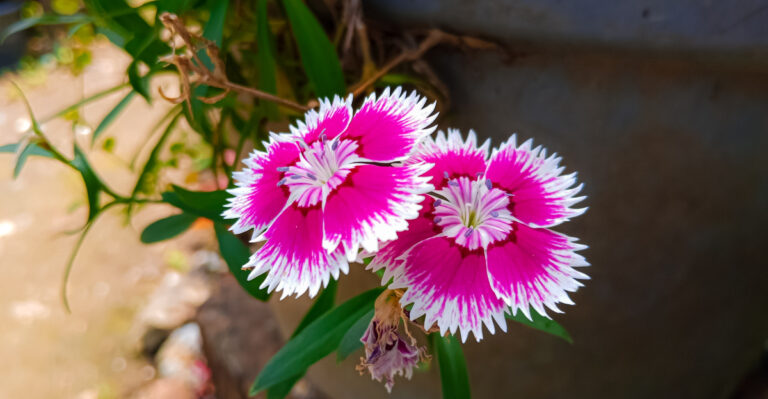 The Drought-Resistant California Perennials That Replace Thirsty Annuals In Summer Pots