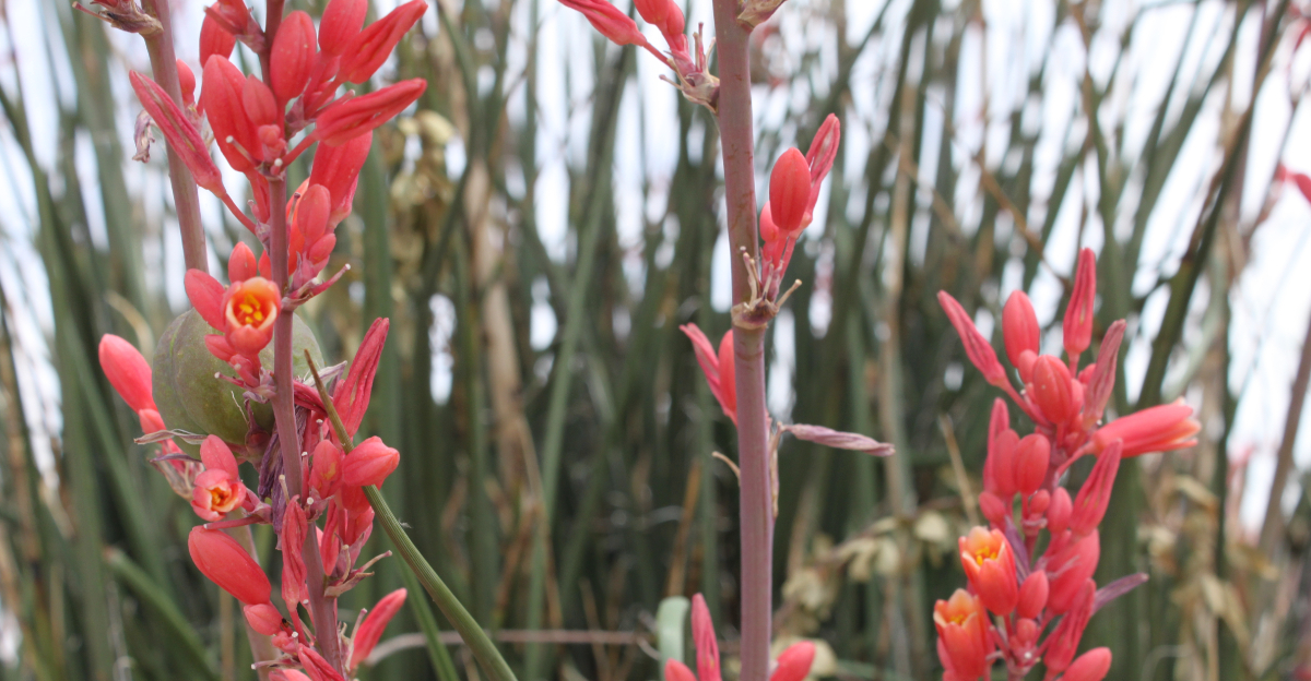 plant (featured image)
