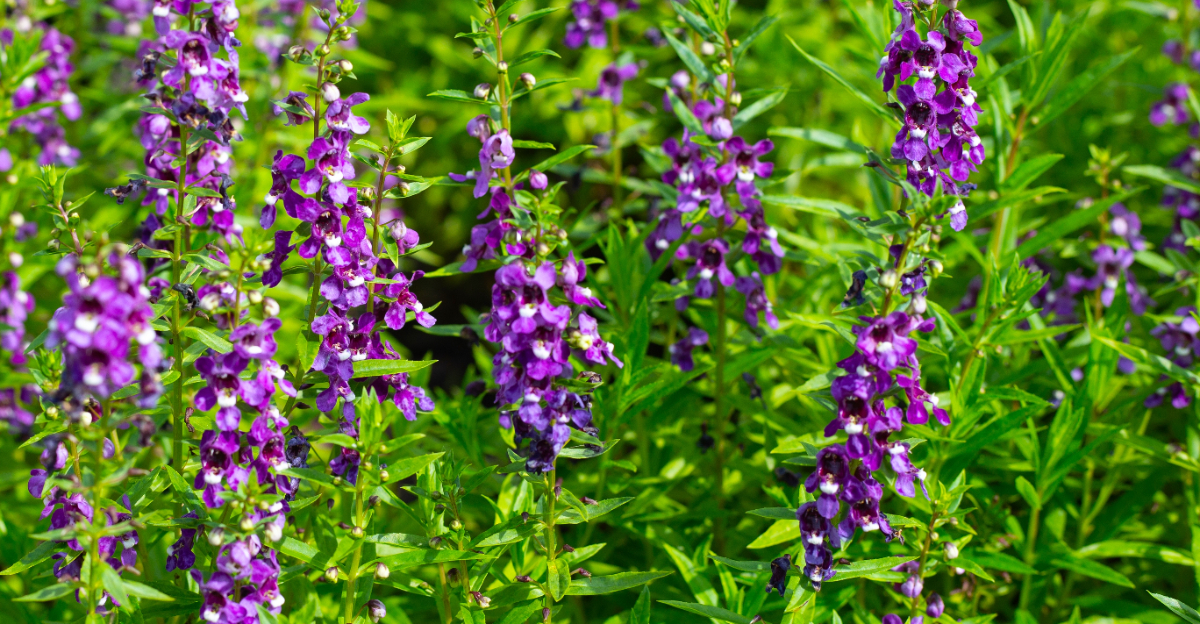 plant (featured image)