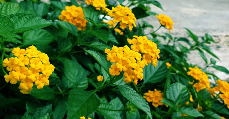 The Easy-Care Texas Plant That Keeps Blooming Through The Hottest Months