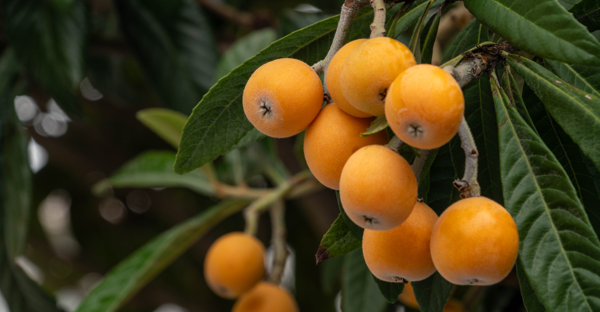 fruit trees (featured image)