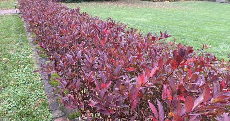 The Fall Color Is Often More Dramatic Than Hydrangeas