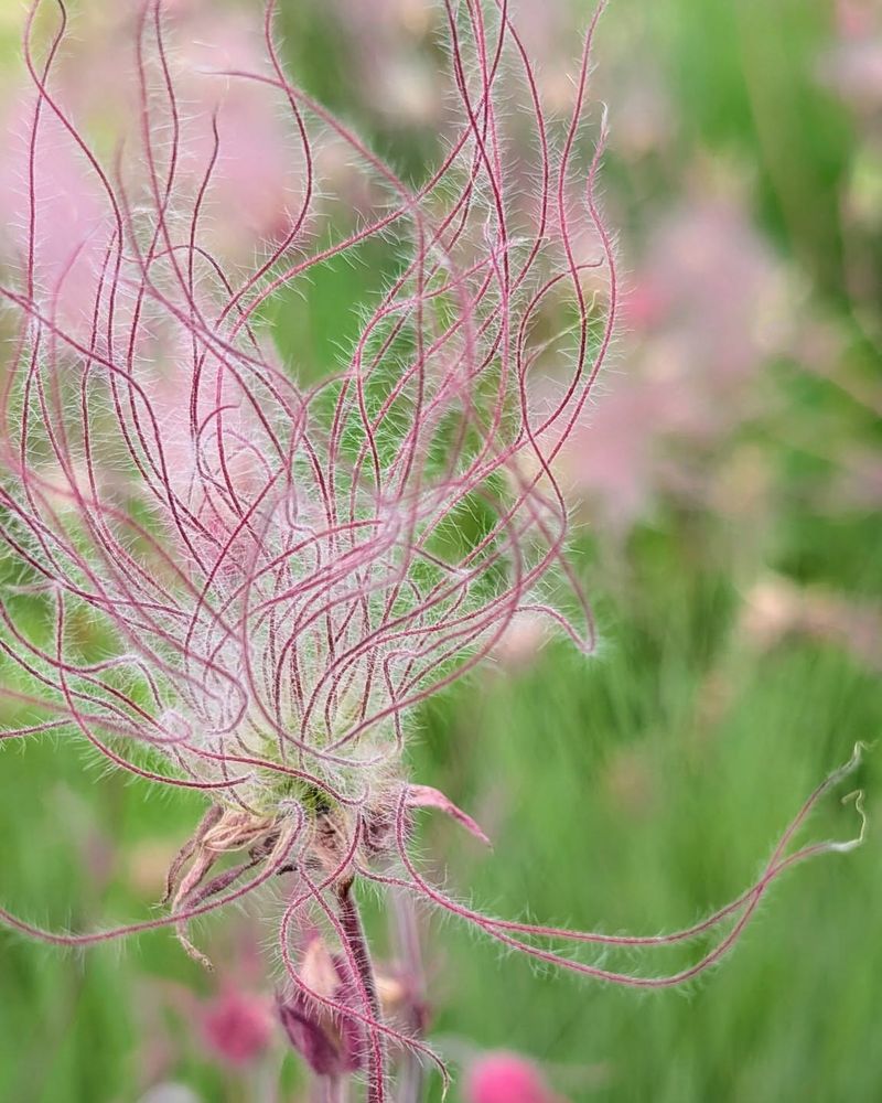 The Feathery Seed Heads Are The Real Showstopper