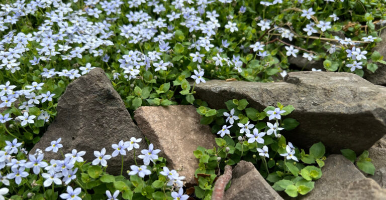 The Fire-Resistant Groundcovers Oregon Homeowners Are Planting Instead Of Bark Mulch