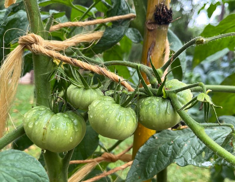 Tomatoes after a big summer storm