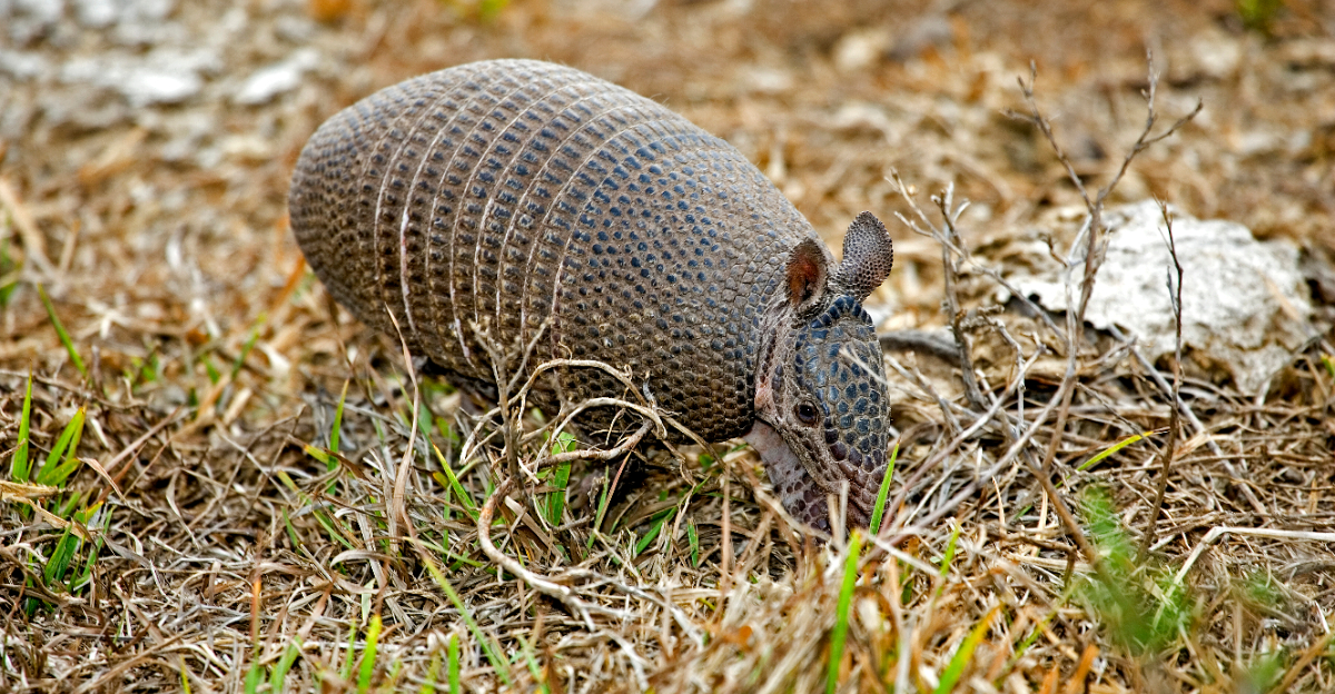 Armadillo (featured image)