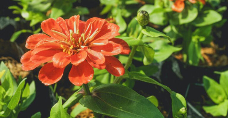 zinnia