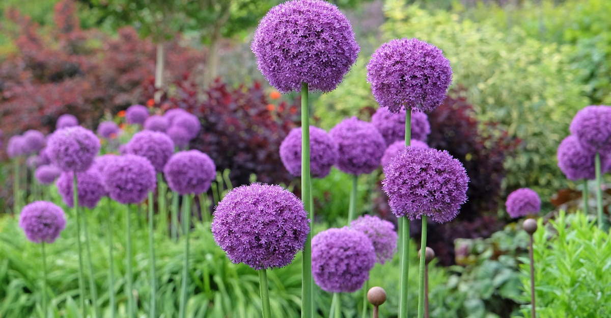ornamental onion