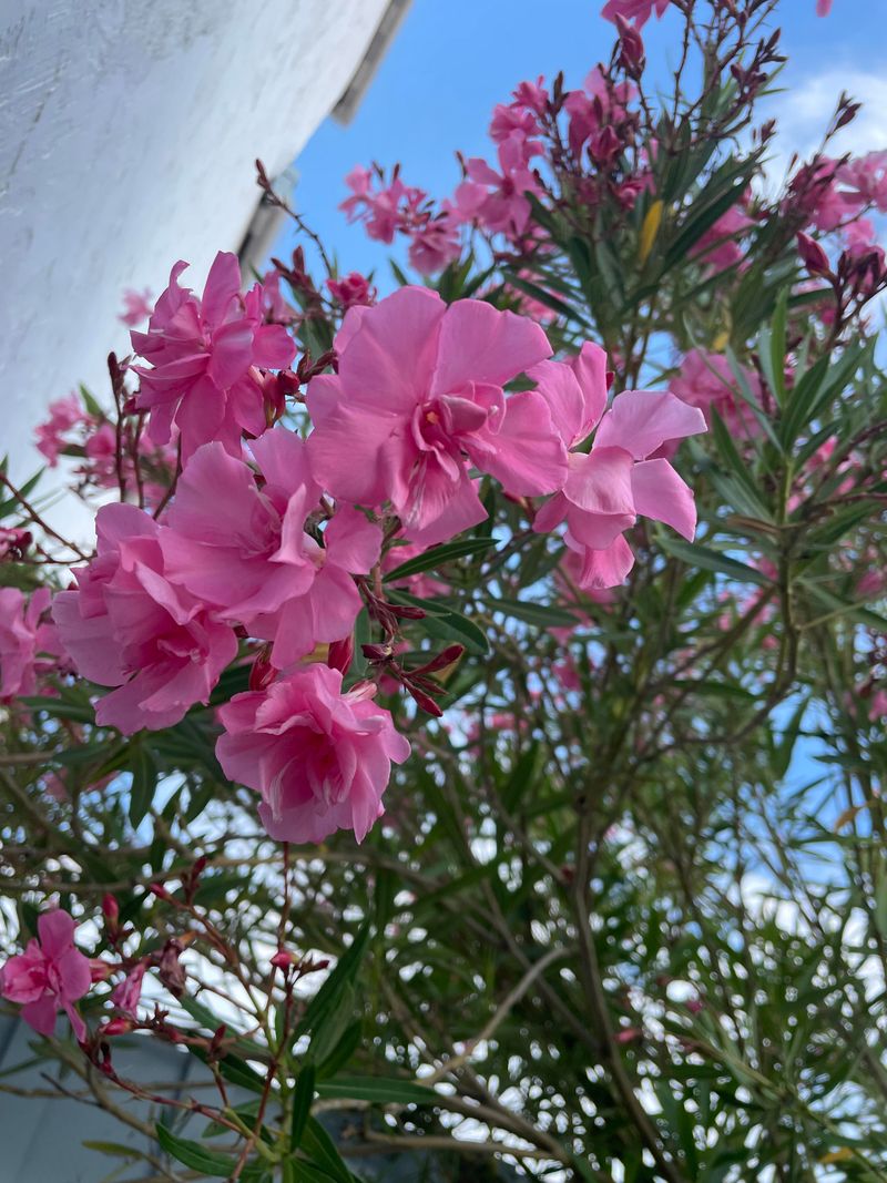 The Flowers Are Pretty, But The Sap Is A Warning Sign