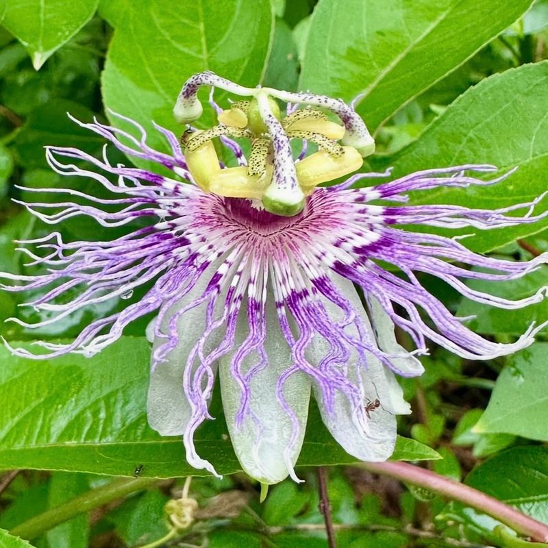 The Flowers Look Exotic Without Acting Fragile The Flowers Look Exotic Without Acting Fragile