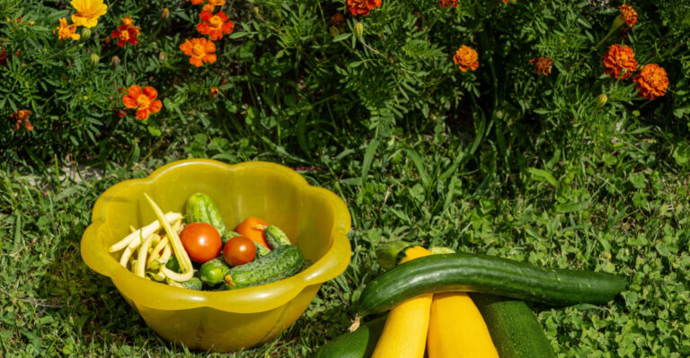 The Flowers That Improve Vegetable Growth In Oregon Gardens