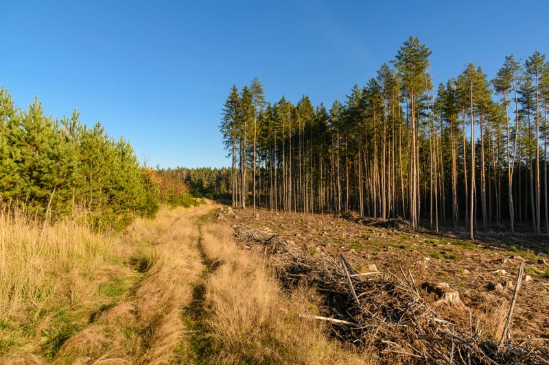 The Forest Conservation Act Protects Trees During Land Development
