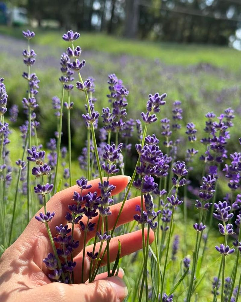 The Fragrance Carries Across The Yard