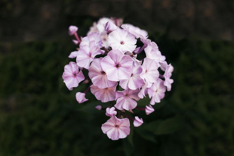 Franz Schubert Garden Phlox Is Hitting All The Right Notes In The Finger Lakes