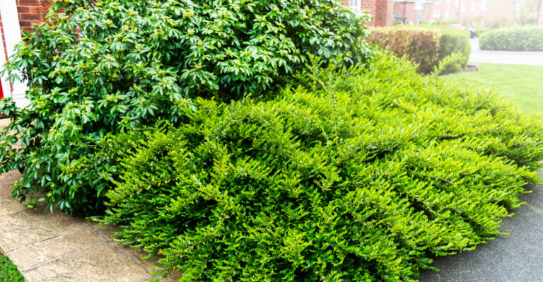 The Front Yard Mistake Oregon Gardeners Make Without Even Noticing