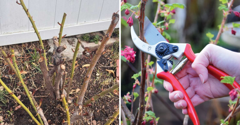 The Georgia Pruning Habit That Can Leave Plants Weak And Overgrown