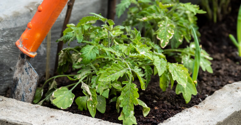 tomato plants (featured image)