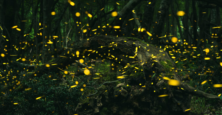 fireflies (featured image)