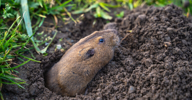 The Gopher-Resistant Plants California Gardeners Are Using In Garden Beds