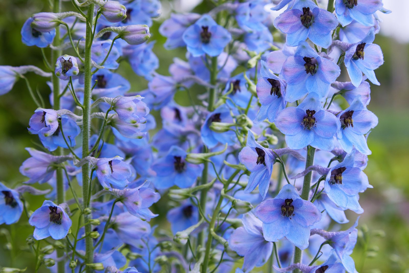 delphinium