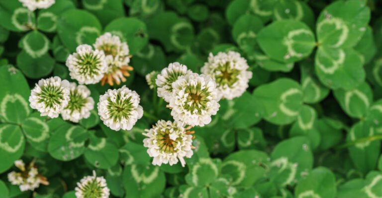The Ground Covers Michigan Gardeners Are Using Instead Of Mulch In Problem Areas