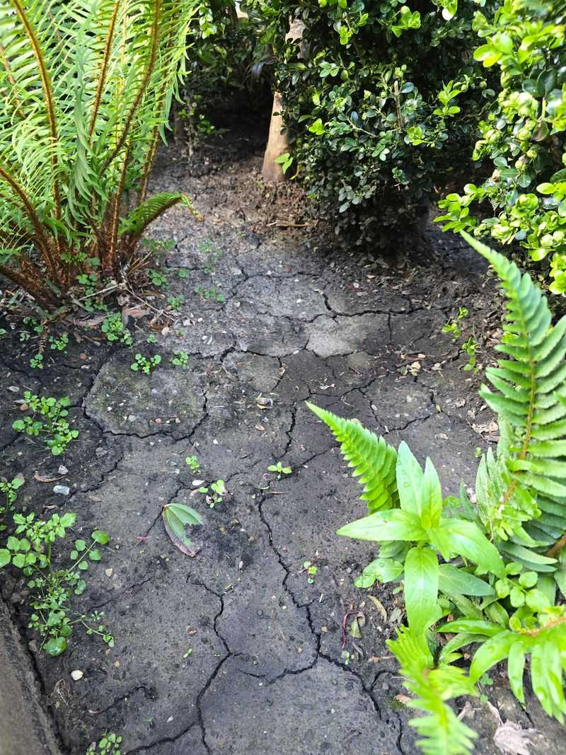 The Ground Cracks As It Dries The Ground Cracks As It Dries