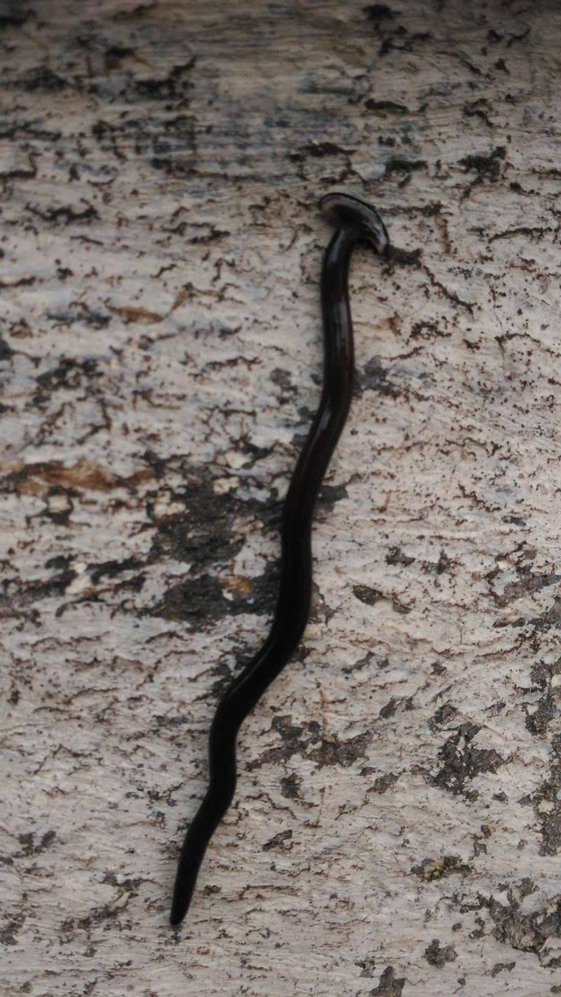 The Hammerhead Worm Is Silently Harming Illinois Ecosystems