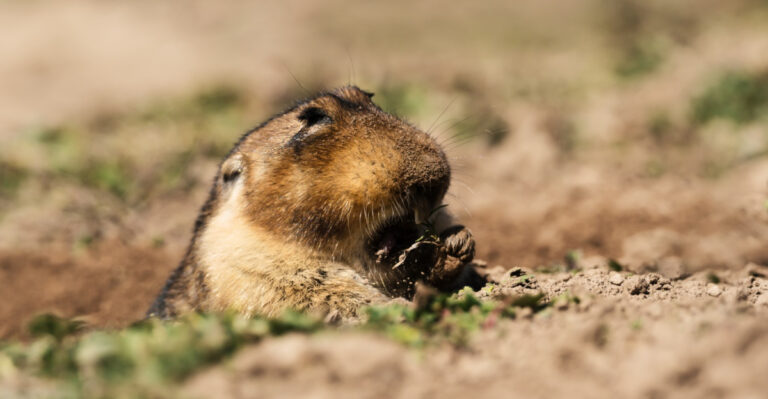 The Hidden Mistakes Turning Your Tennessee Yard Into A Mole Hotel