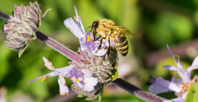 The Hidden Reason Every California Backyard Needs A Sun-Drenched Sage Bush