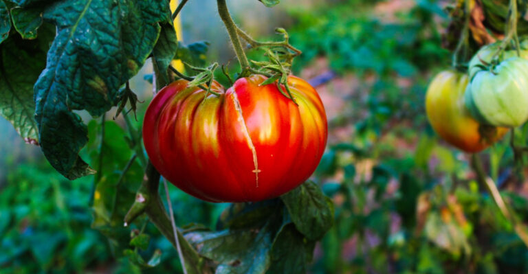 The Hidden Reasons Your Indiana Tomatoes Keep Splitting (And Most Gardeners Never Suspect Them)