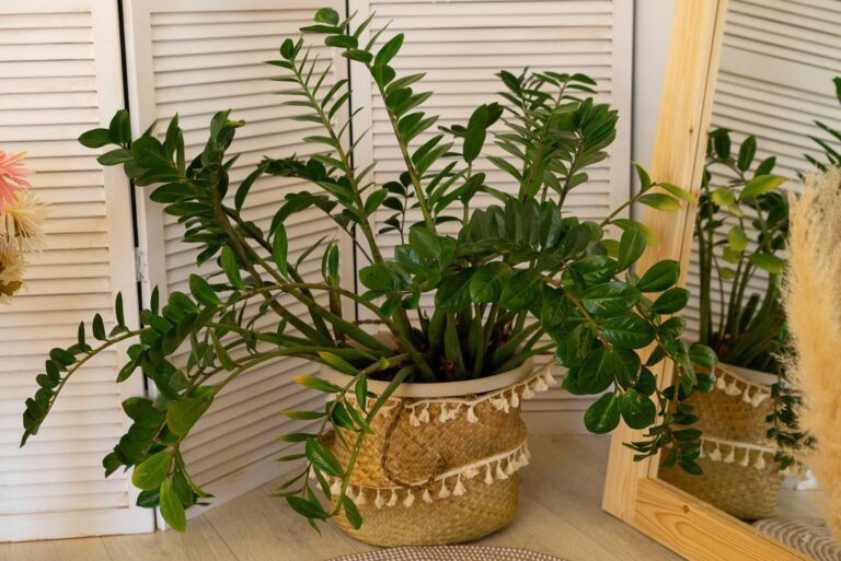zz plant