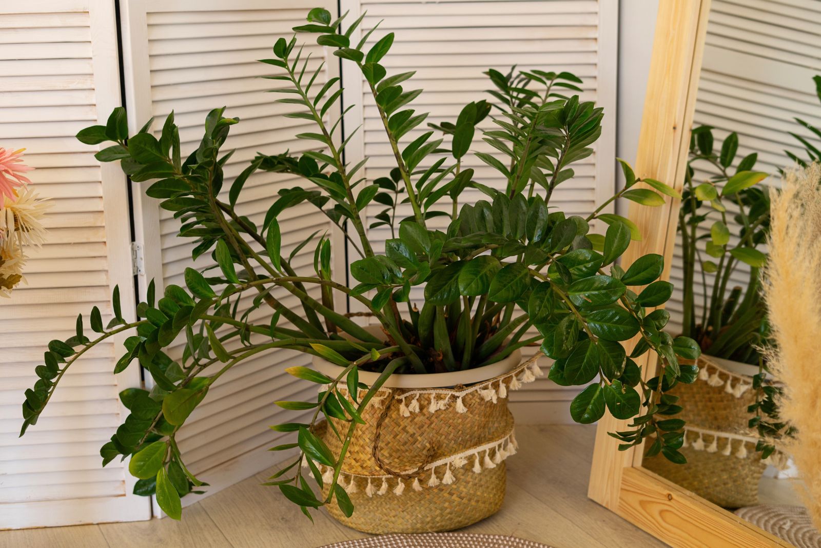 zz plant
