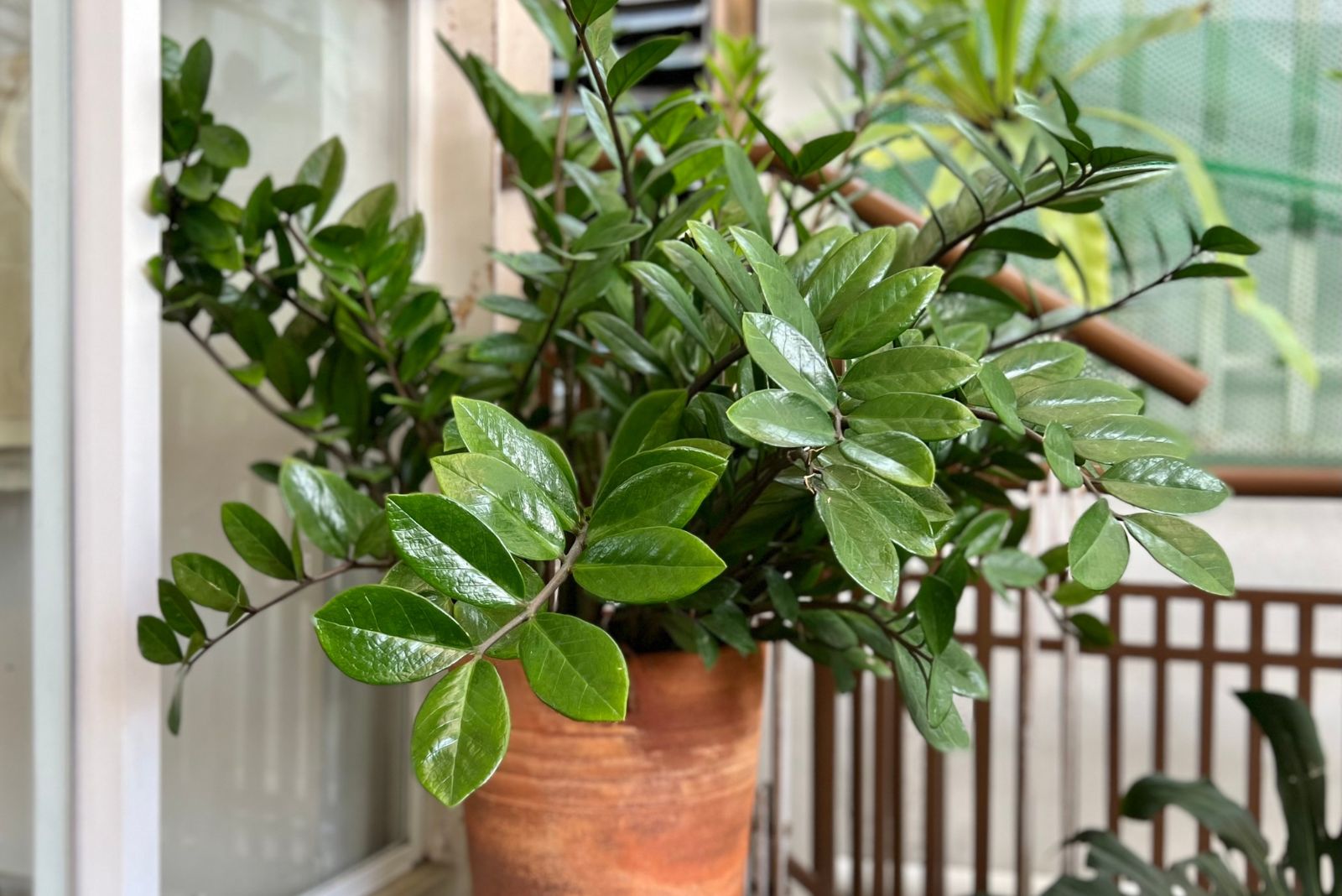 zz plant