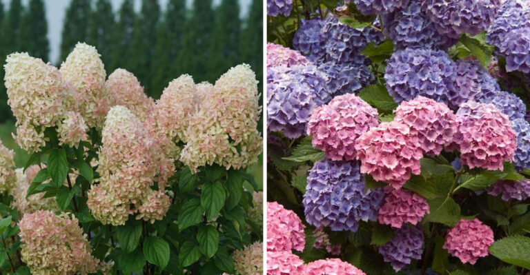 panicle and bigleaf hydrangea