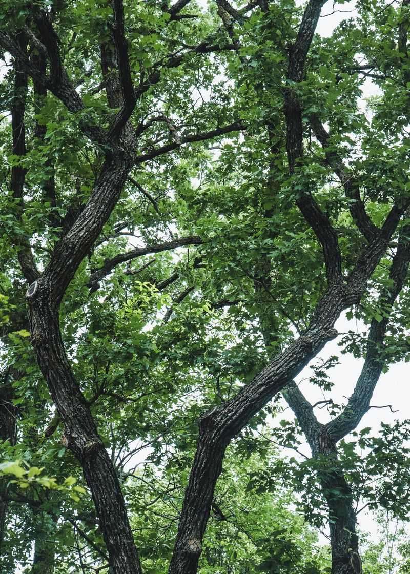 The Illinois Native Tree Most City Planners Swear By The Illinois Native Tree Most City Planners Swear By