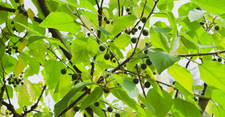 The Illinois Native Tree Your Sidewalks Will Thank You For