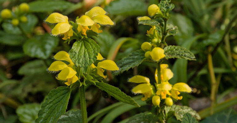 The Invasive Plant Oregon Gardeners Keep Accidentally Spreading