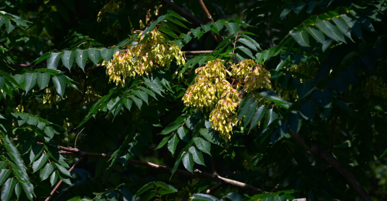 tree of heaven