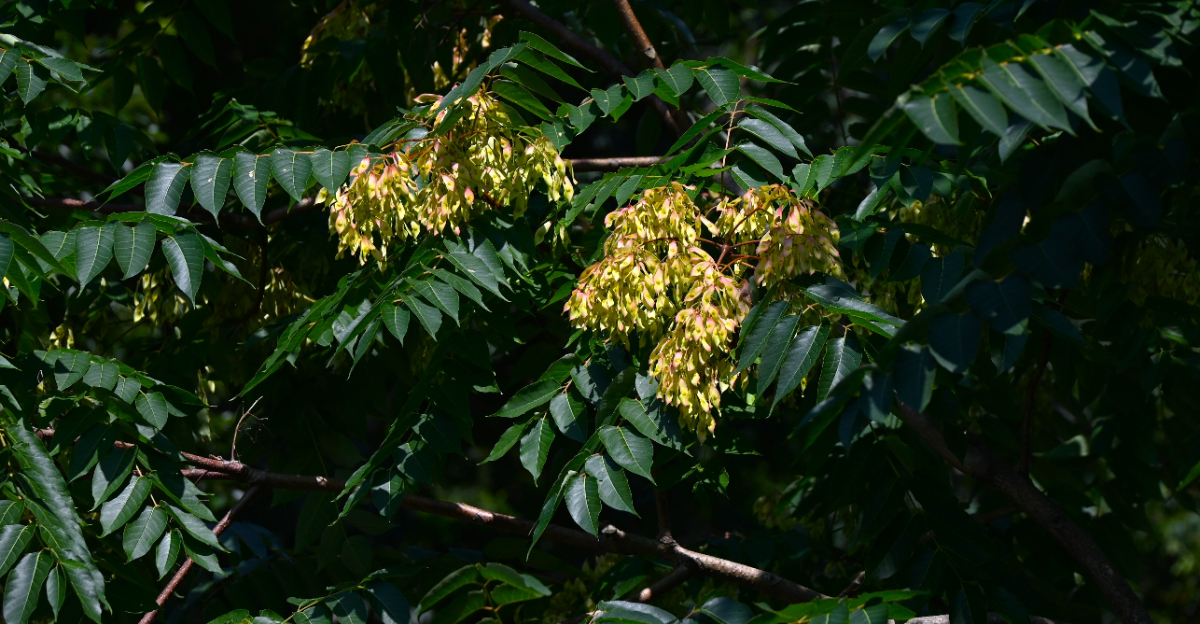 tree of heaven