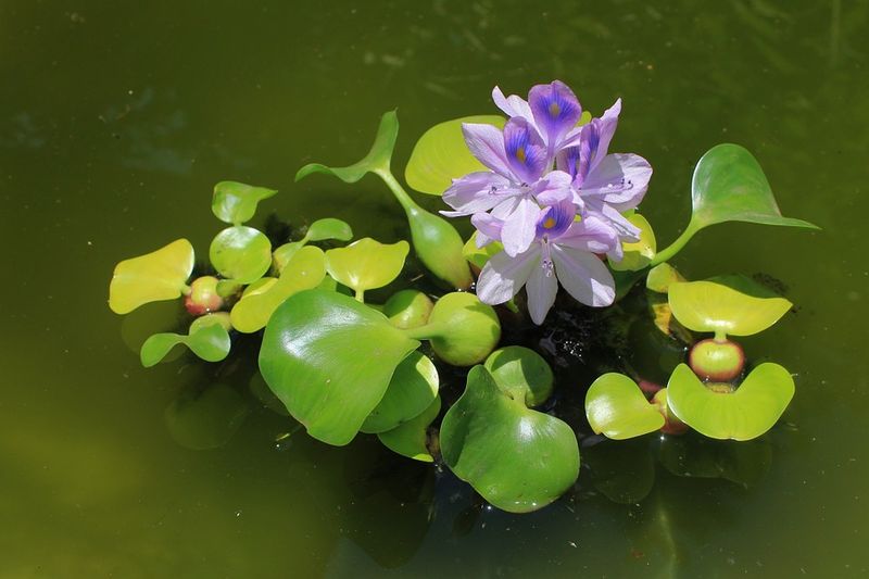 The Legal Problem Hidden Behind The Purple Flowers