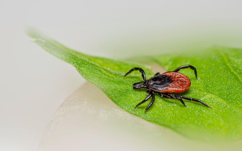 The Lone Star Tick Is Moving In The Lone Star Tick Is Moving In